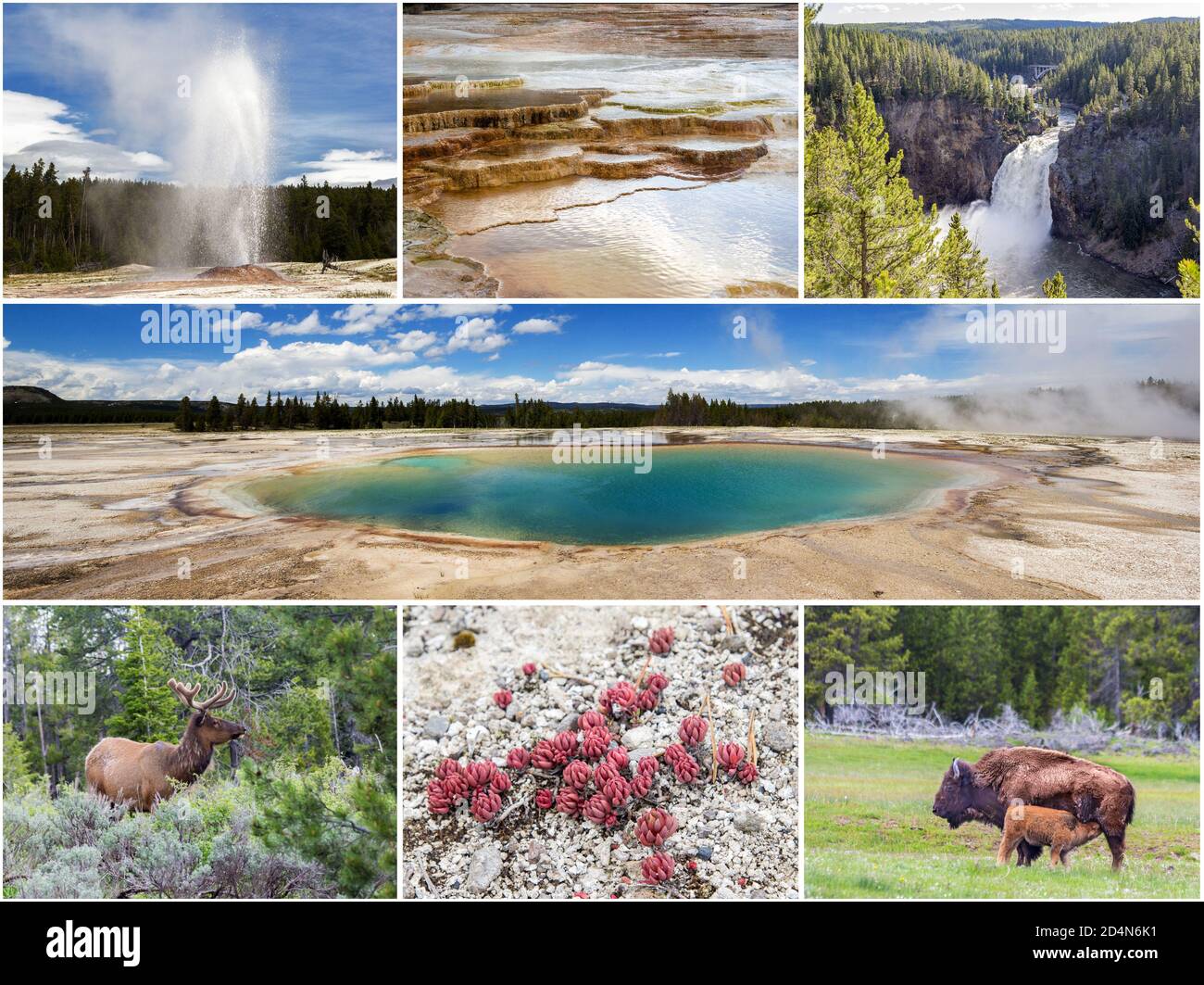 Collage of Yellowstone National Park with feature of fauna, flora and terra Stock Photo