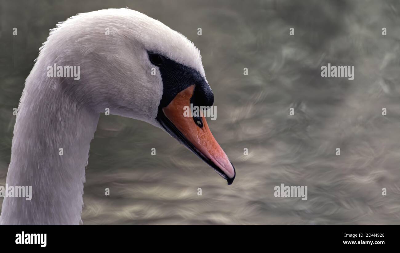 cygnus, bird, wasser, see, weiß, natur, tier, wild lebende tiere, teich Stock Photo