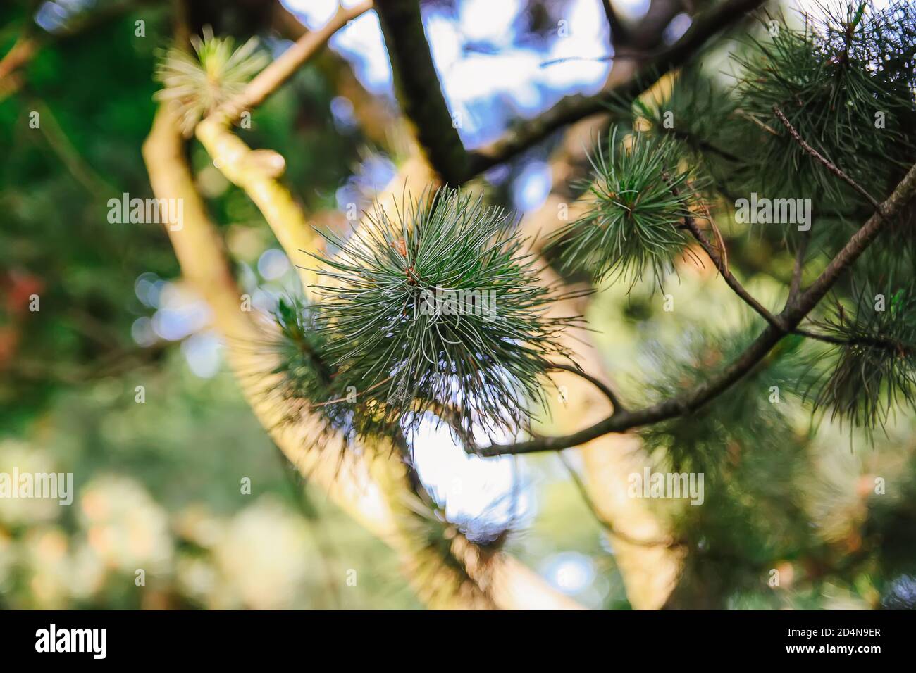 Green prickly branches of pine tree Stock Photo