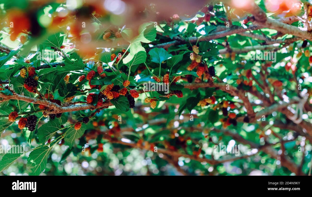 Image of Fresh mulberries on the branch in farm Stock Photo - Alamy
