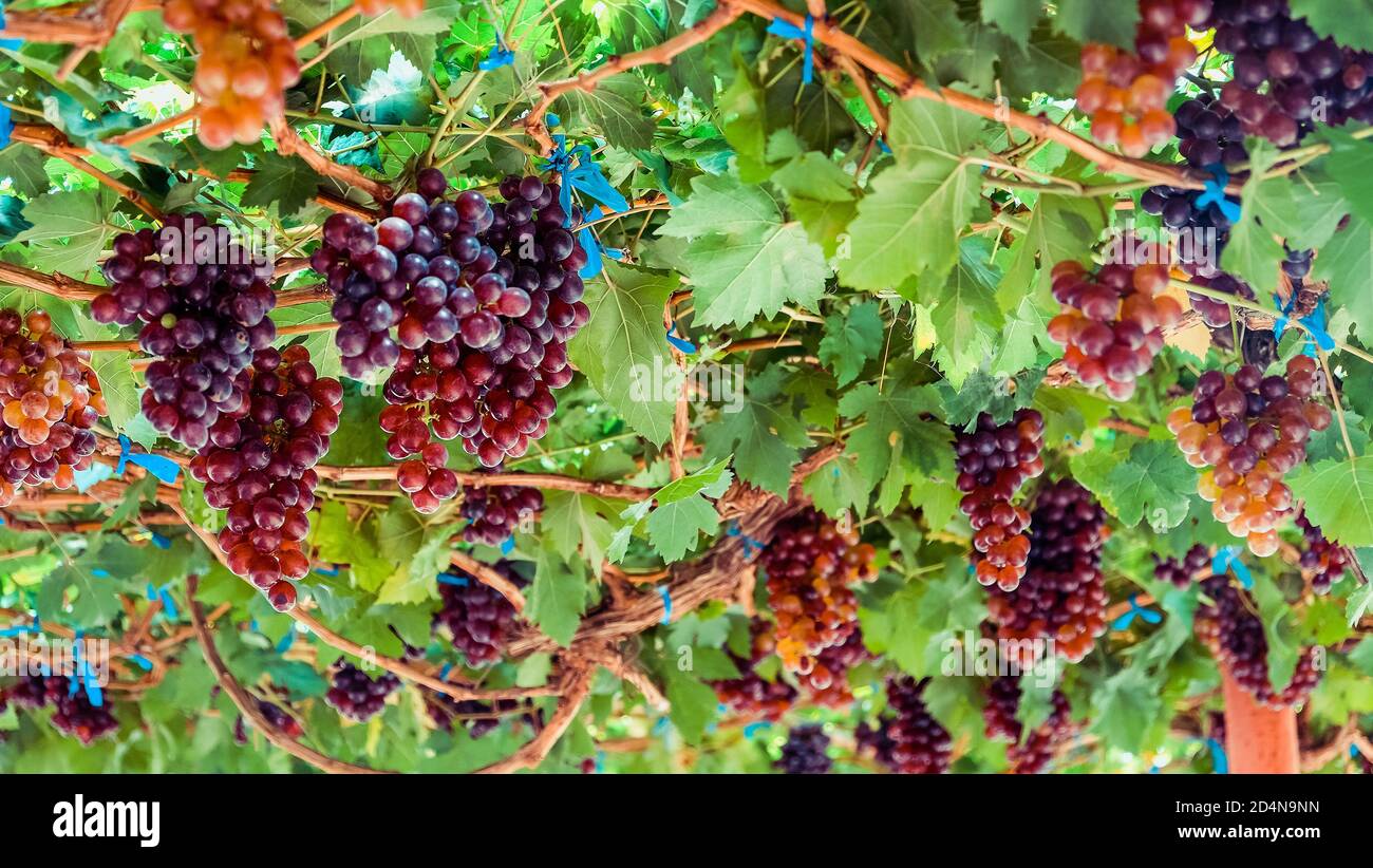 Grape Crop Ripe Image of Ripe grapes ready for harvesting Stock Photo - Alamy