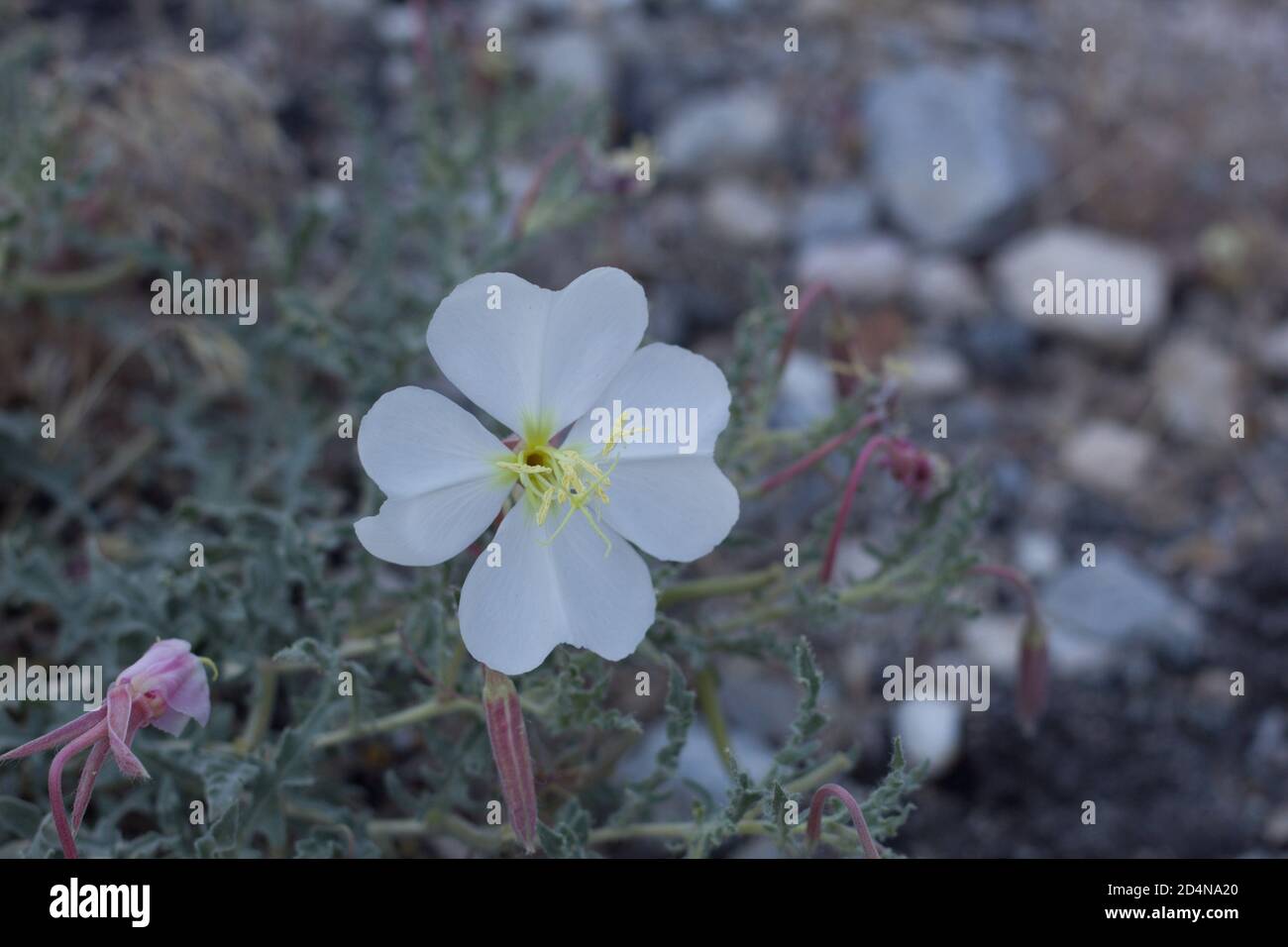 White bloom, California Evening Primrose, Oenothera Californica, Onagraceae, native perennial, San Bernardino Mountains, Transverse Ranges, Summer. Stock Photo