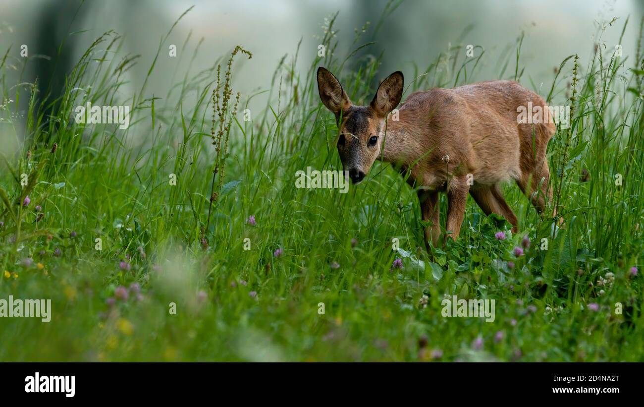 Hter Wildlebender Tiere
