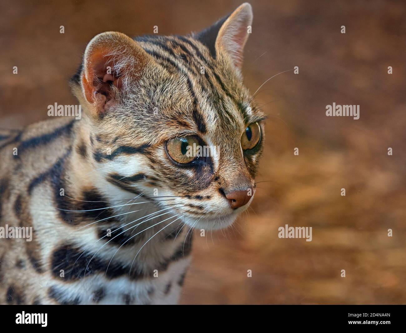 Asian leopard cat Prionailurus bengalensis Stock Photo