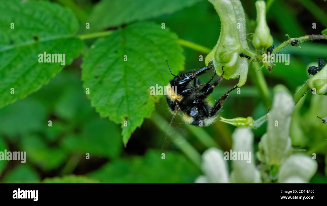 nsecta, natur, badgered, makro, käfer, blatt, green, fliege, tier, insecta Stock Photo