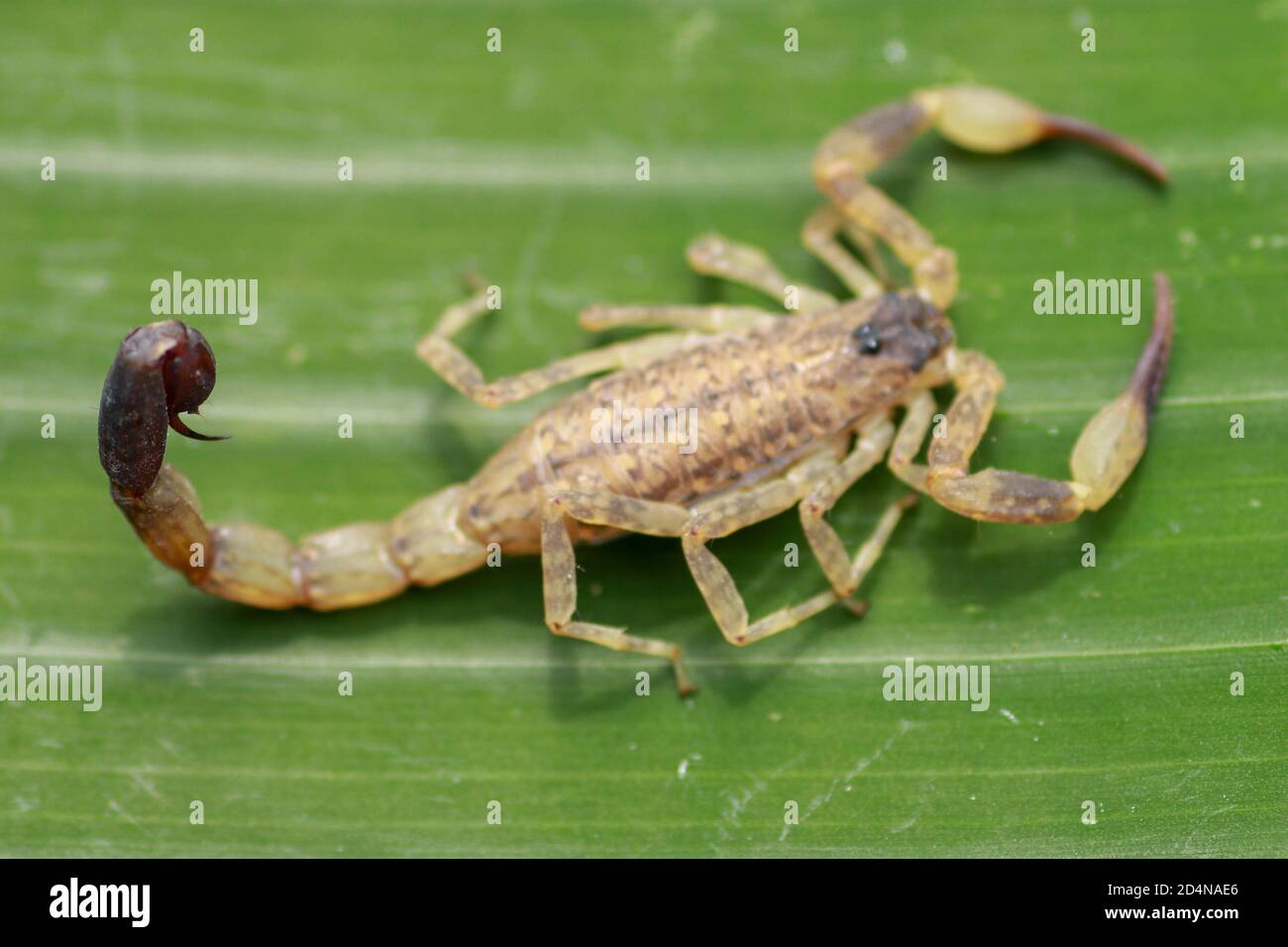 Top view of Deathstalker on green leaf in nature. Leiurus quinquestriatus is a species of scorpion, a member of the Buthidae family. It is also known Stock Photo