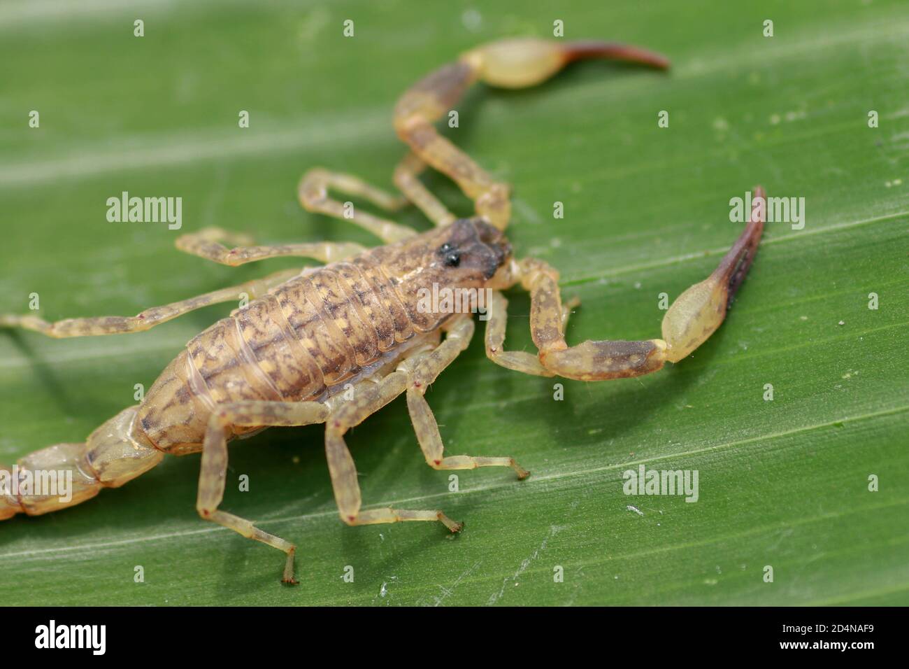 Close up macro yellow or brown Scorpion on green leaf. Small animal is  poisonous reptile in the tail for sting to hunt prey or self protection can  be Stock Photo - Alamy