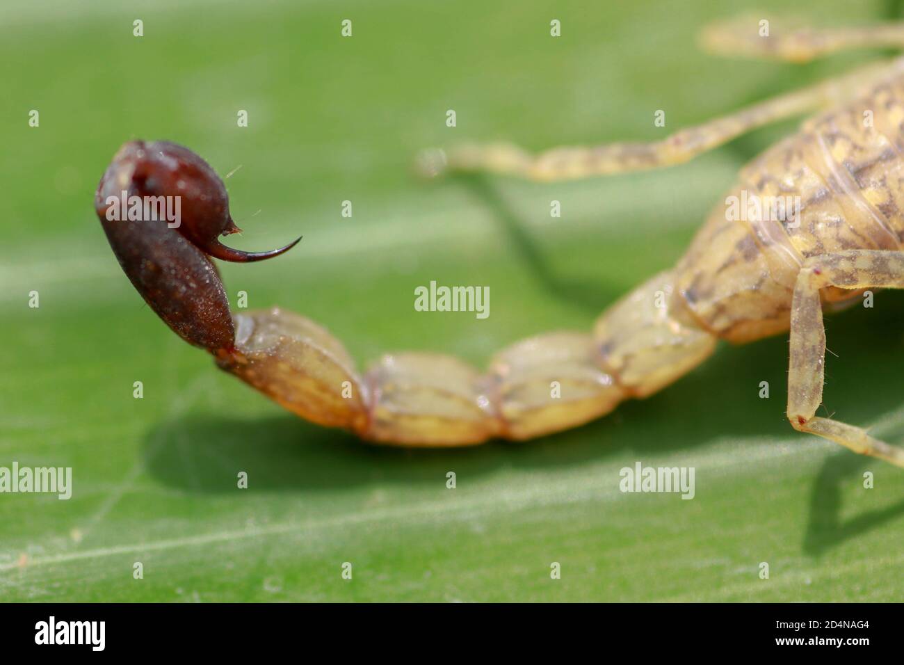 macro of a scorpion stinger.venomous Lychas mucronatus. Swimming Scorpion, Chinese swimming scorpion or Ornate Bark Scorpion on a leaf in a tropical Stock Photo