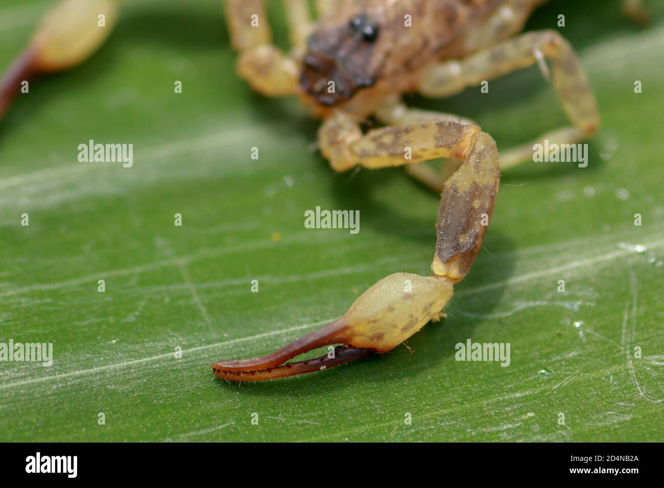 A scorpion pincer pedipalp up close. Swimming Scorpion, Chinese
