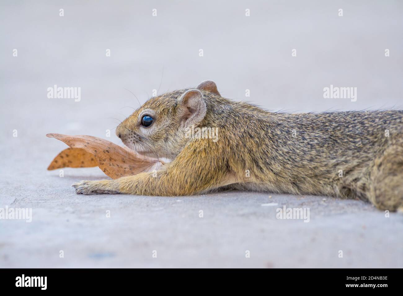 African bush squirrel, Paraxerus cepapi, inside a campsite, Etosha National Park, Namibia Stock Photo