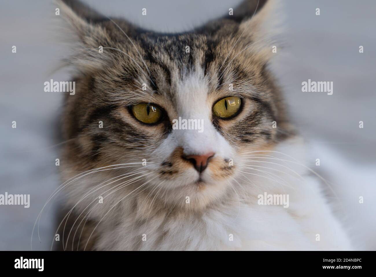 Closeup lovely brown cat looking tiredly Stock Photo
