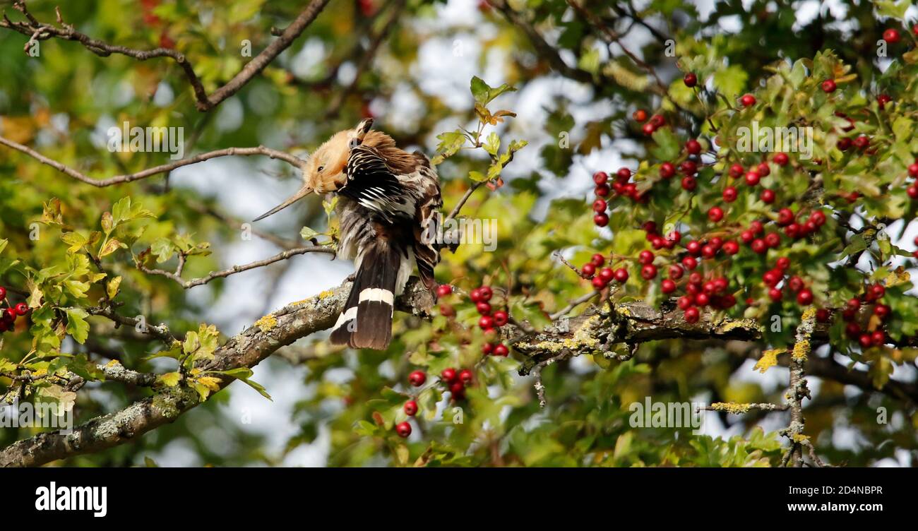 Eurasian hoopoe preening and stretching in a berry tree Stock Photo Alamy
