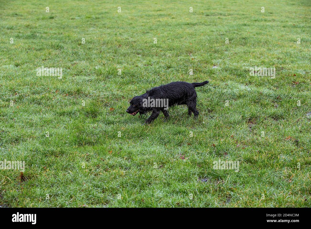 Spaniel gun dog following trail of shot bird 6 Stock Photo