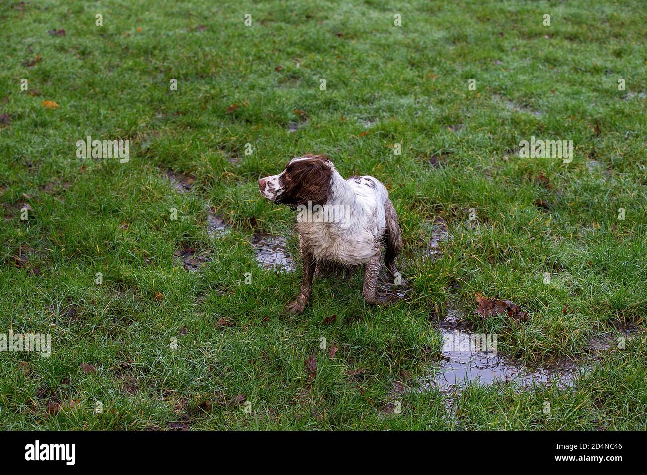 Spaniel gun dog following trail of shot bird 5 Stock Photo Alamy