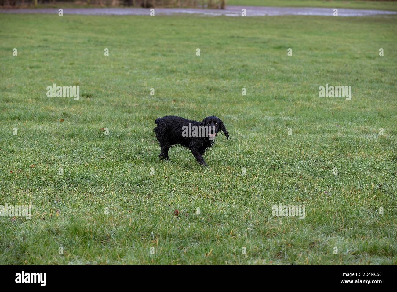 Spaniel gun dog following trail of shot bird 3 Stock Photo