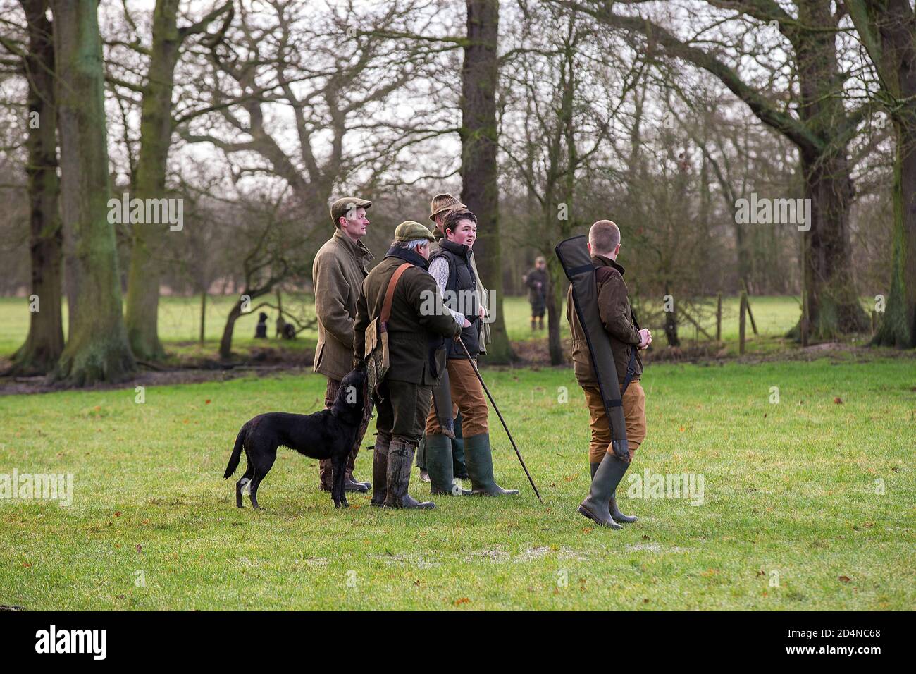 Beaters at work on a game shoot in Lancashire, England Stock Photo Alamy
