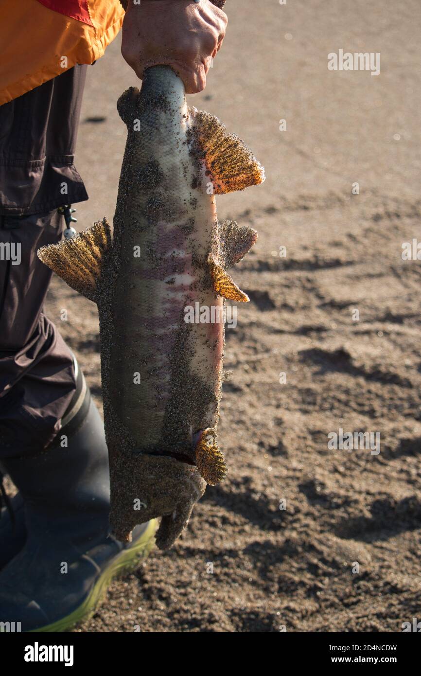 Freshly caught salmon hi-res stock photography and images - Alamy