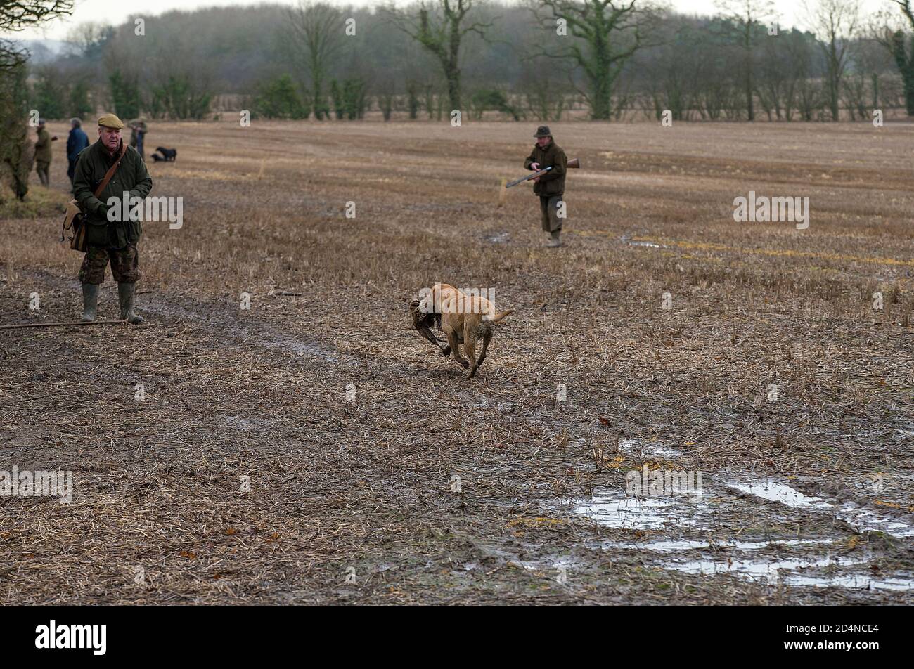 Beaters on a shoot hires stock photography and images Alamy