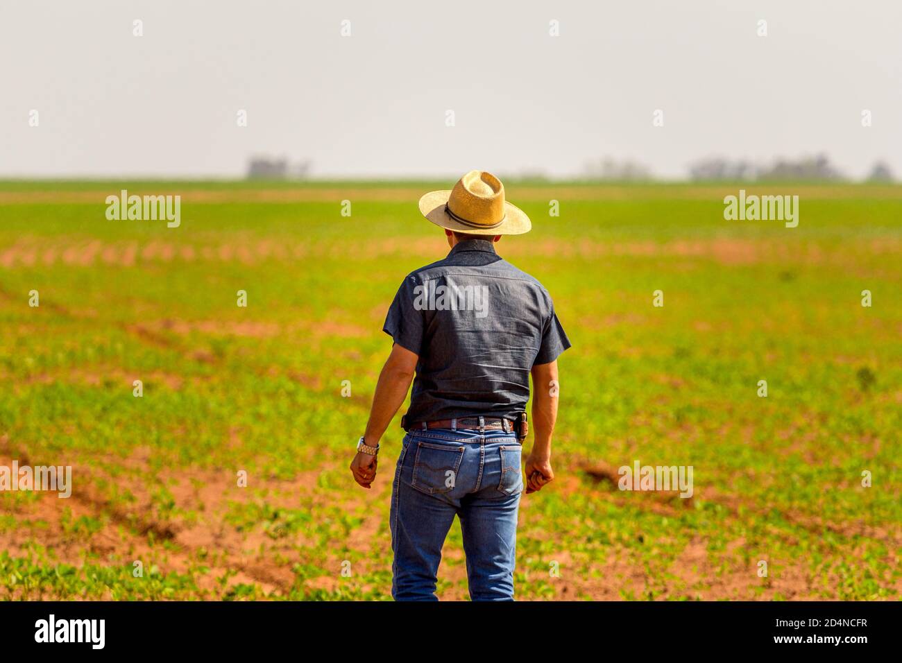 Soybean cultivation brazil hi-res stock photography and images - Alamy