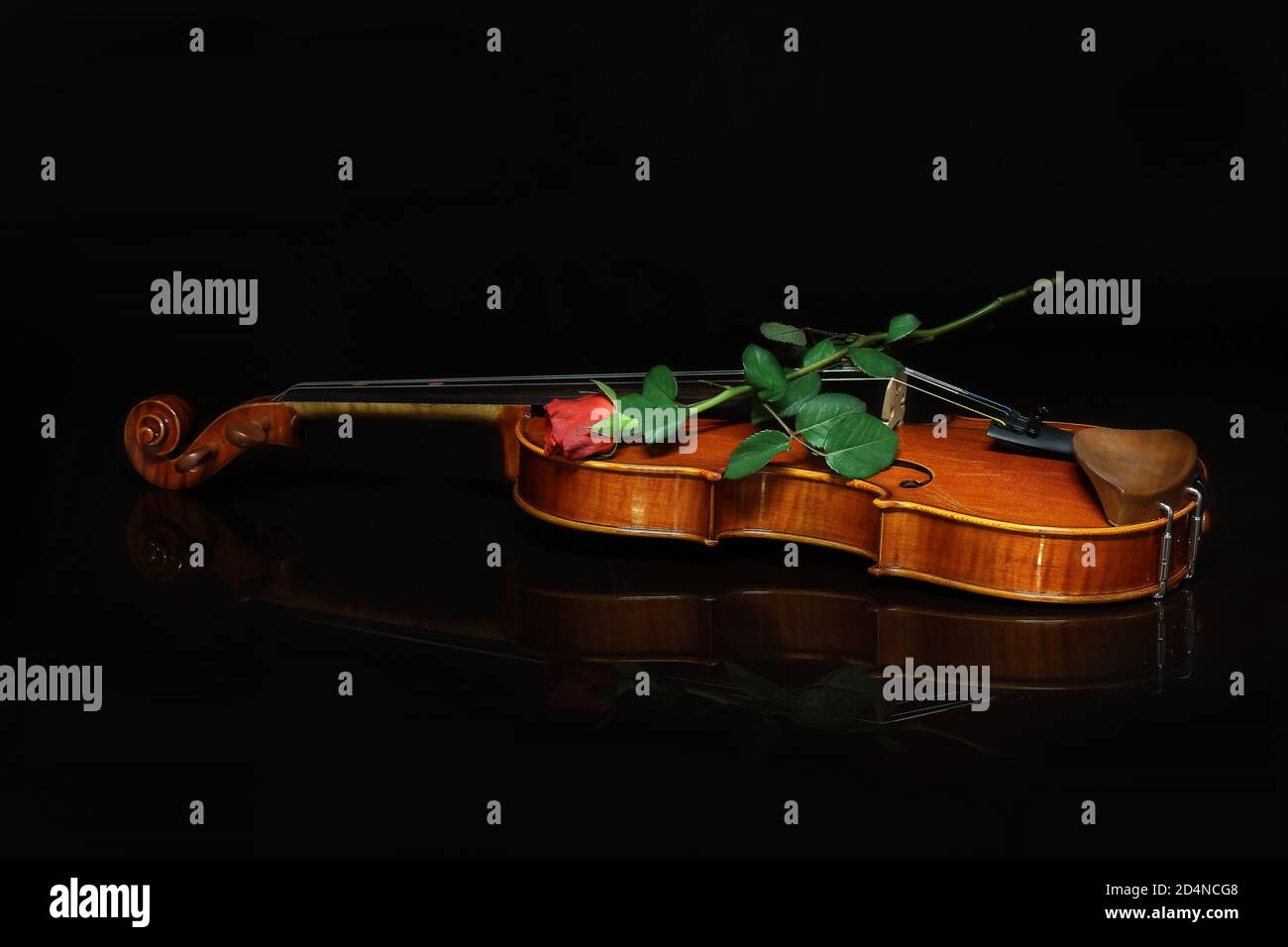 Closeup shot of a long stem red rose on top of a violin isolated on a dark background Stock Photo