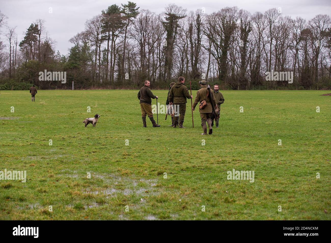 Beaters at work on a game shoot in Lancashire, England Stock Photo Alamy