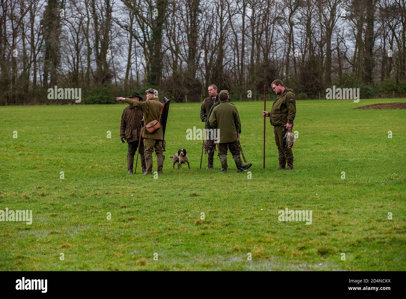 Beaters at work on a game shoot in Lancashire, England Stock Photo Alamy
