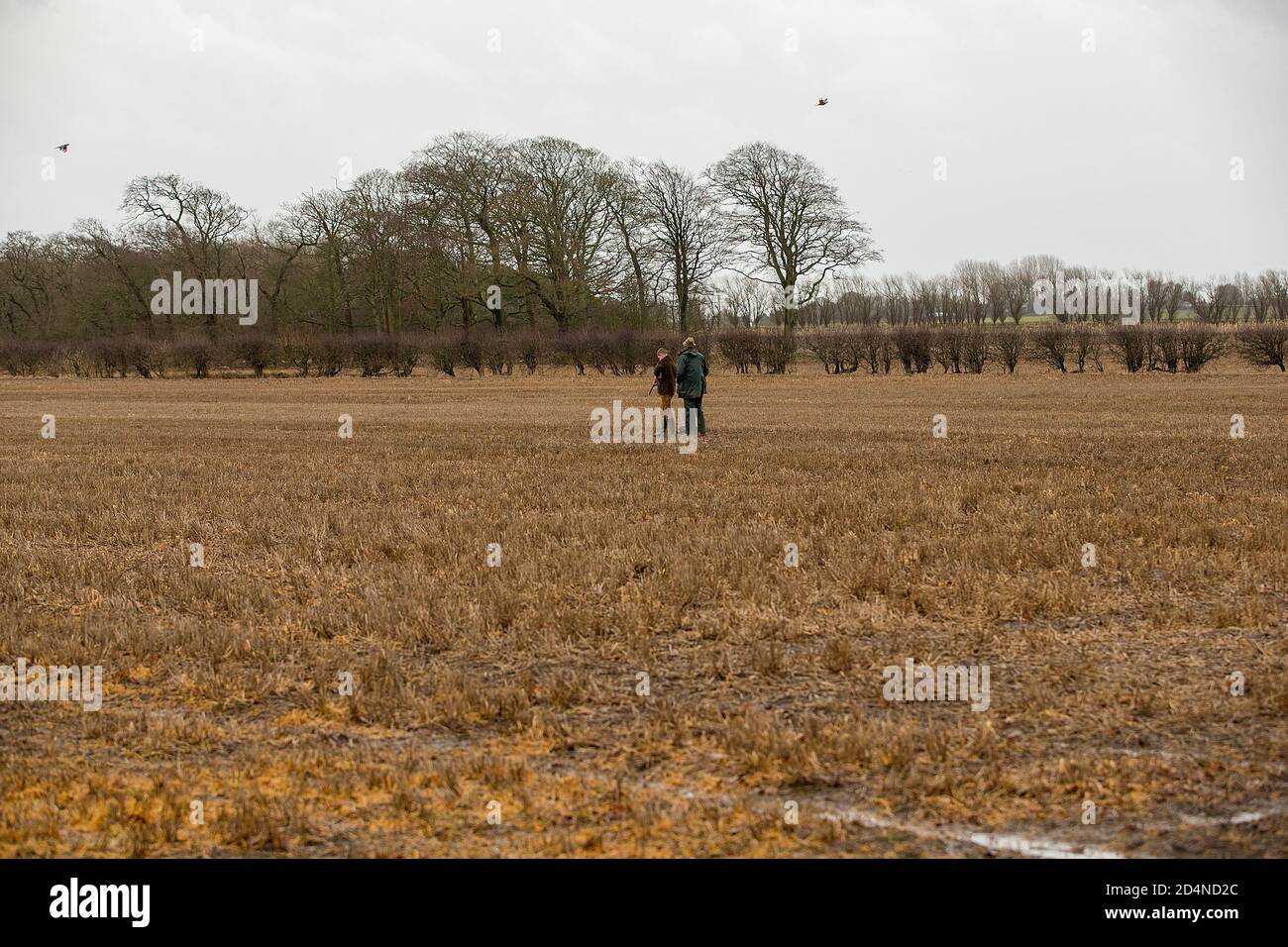 Waiting for the start of the drive at a game shoot in Lancashire, England Stock Photo