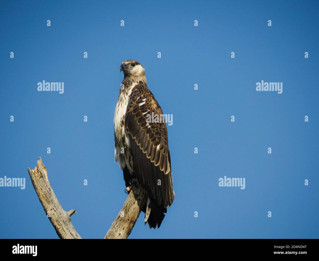 Juvenile African Fish Eagle sitting on a branch against the blue sky Stock Photo