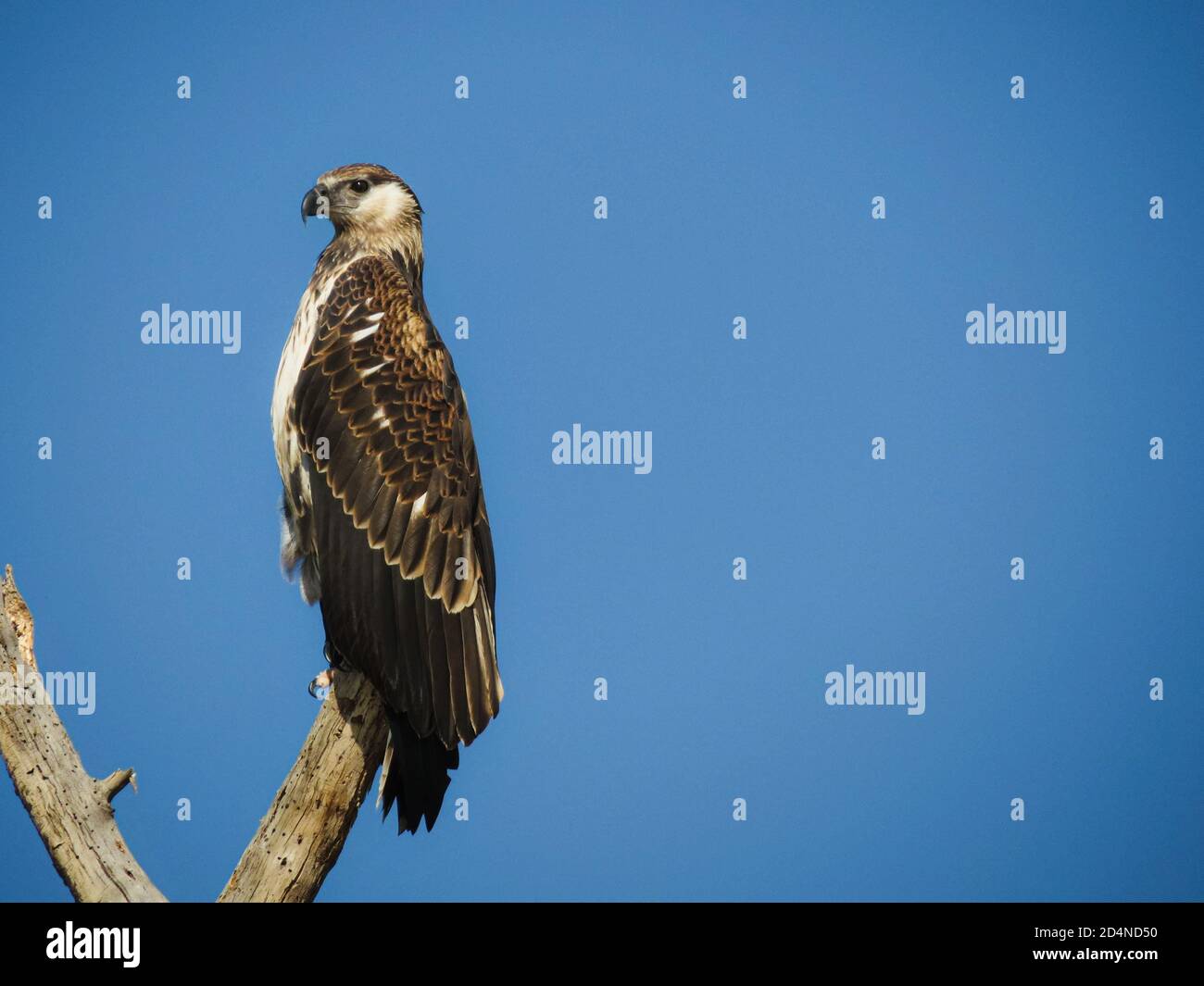 Juvenile African Fish Eagle sitting on a branch against the blue sky Stock Photo