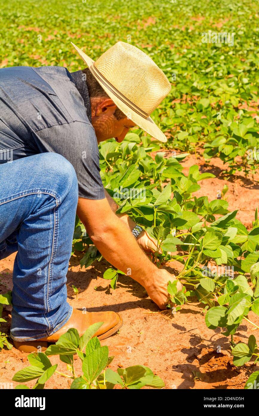 Soybean cultivation brazil hi-res stock photography and images - Alamy
