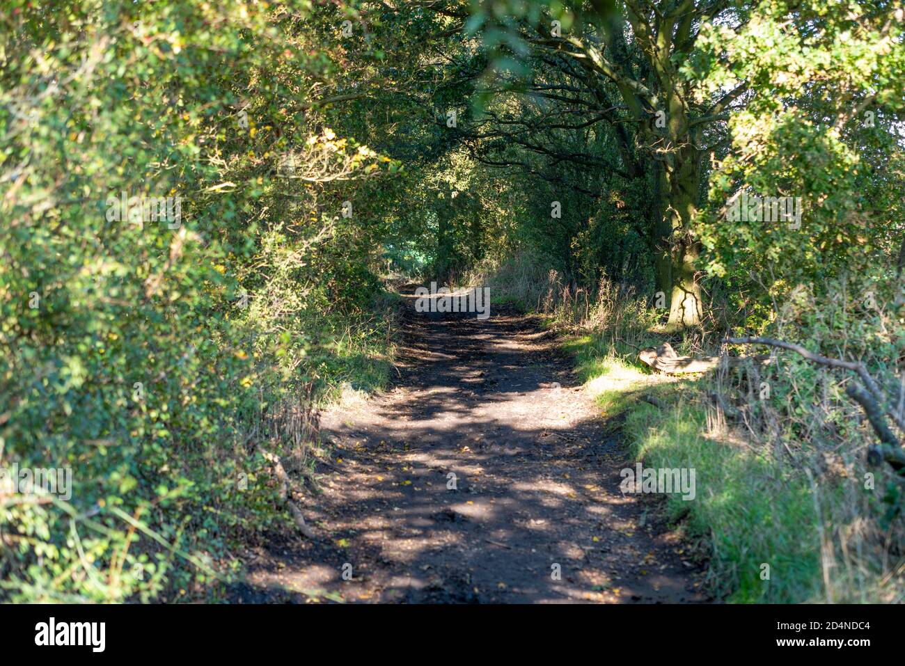 Byway 11, Ironwell Lane in Hawkwell, Rochford, Essex, UK. Rural, countryside area north of Southend. Tree covered green route track Stock Photo