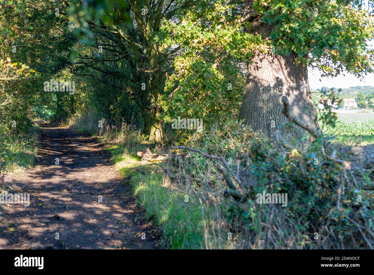 Byway 11, Ironwell Lane in Hawkwell, Rochford, Essex, UK. Rural, countryside area north of Southend. Tree covered green route track Stock Photo
