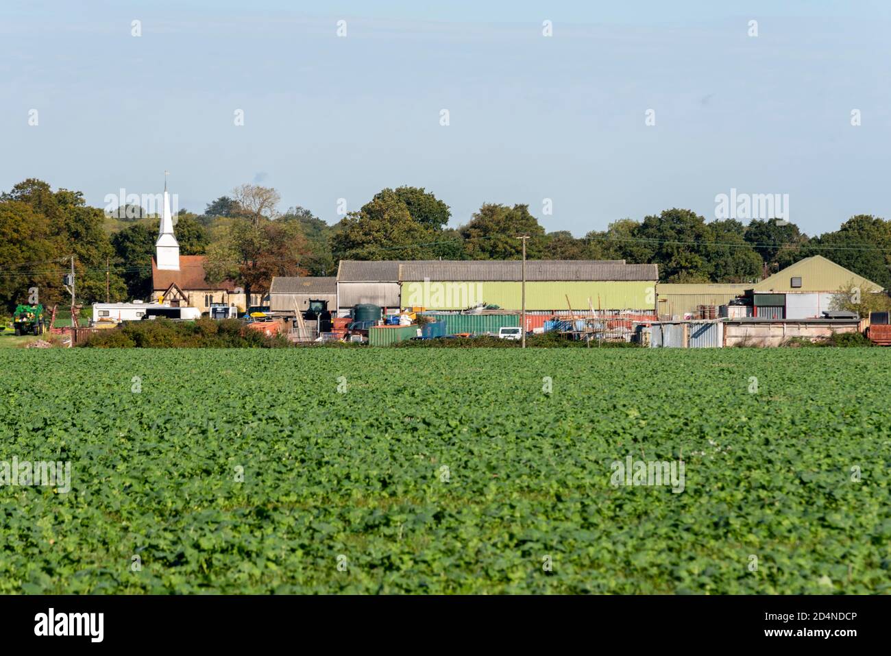 St Mary the Virgin church, behind farmland and farm buildings in Hawkwell, Rochford, near Southend, Essex, UK. Agriculture, crops Stock Photo