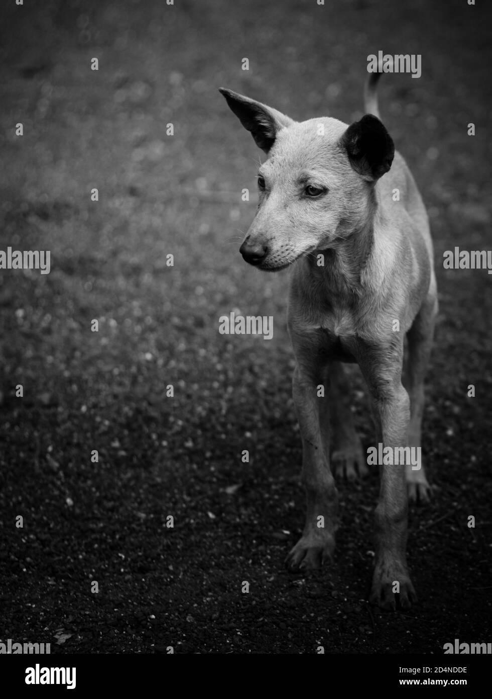 Indian doggy hi-res stock photography and images - Alamy