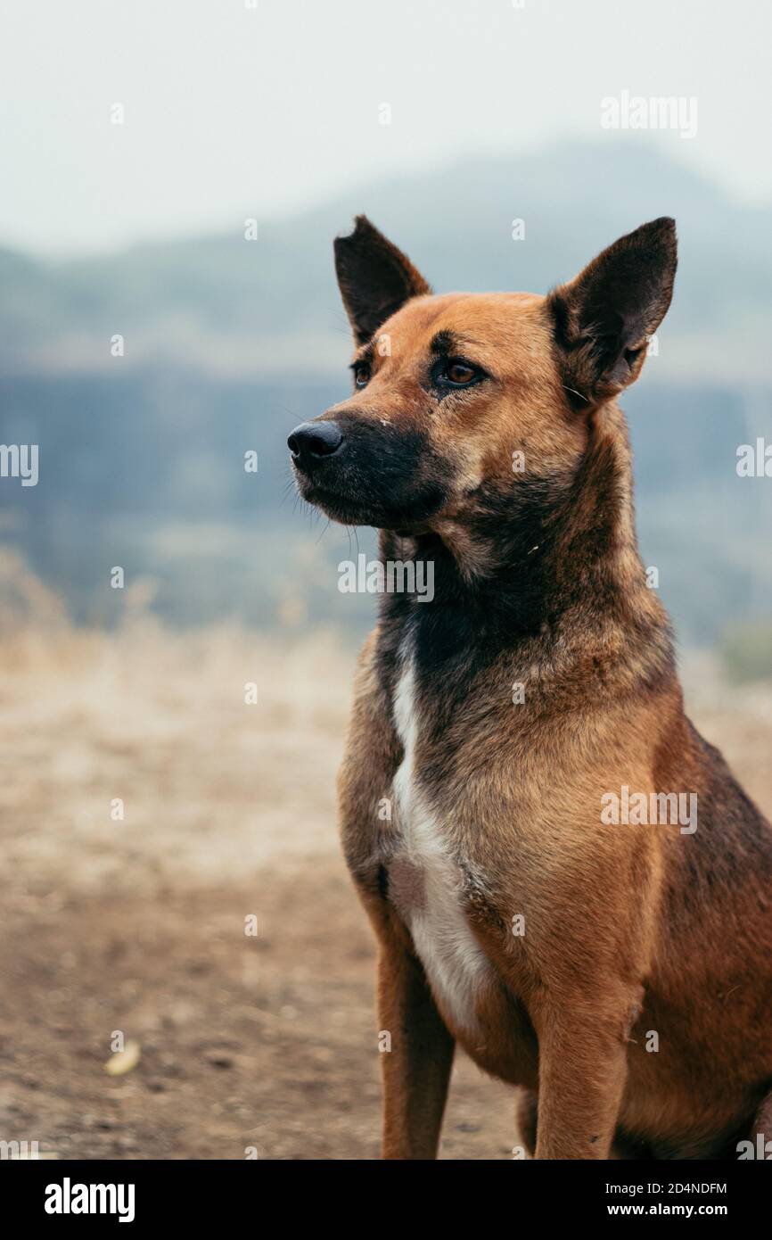 Why Does My Dog Look Away