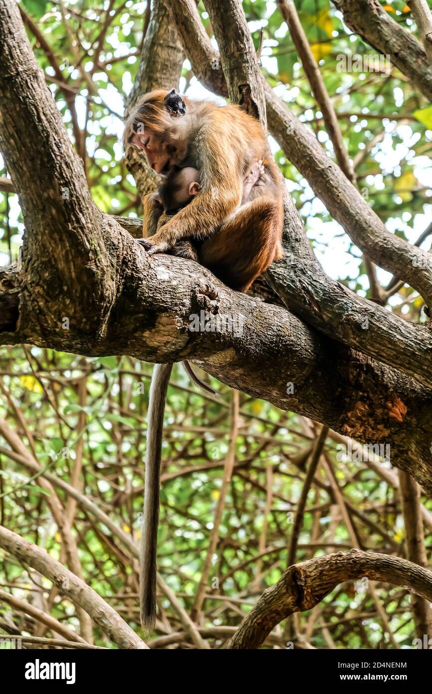 Mother And Baby Monkey Sitting Together On A Tree Little Monkey Hugging Its Mom In Talalla Peaceful Moment With Animals In Natural Environment Stock Photo Alamy Mother And Baby Monkey Sitting Together On A Tree Little Monkey Hugging Its Mom In Talalla Peaceful Moment With Animals In Natural Environment Stock Photo Alamy