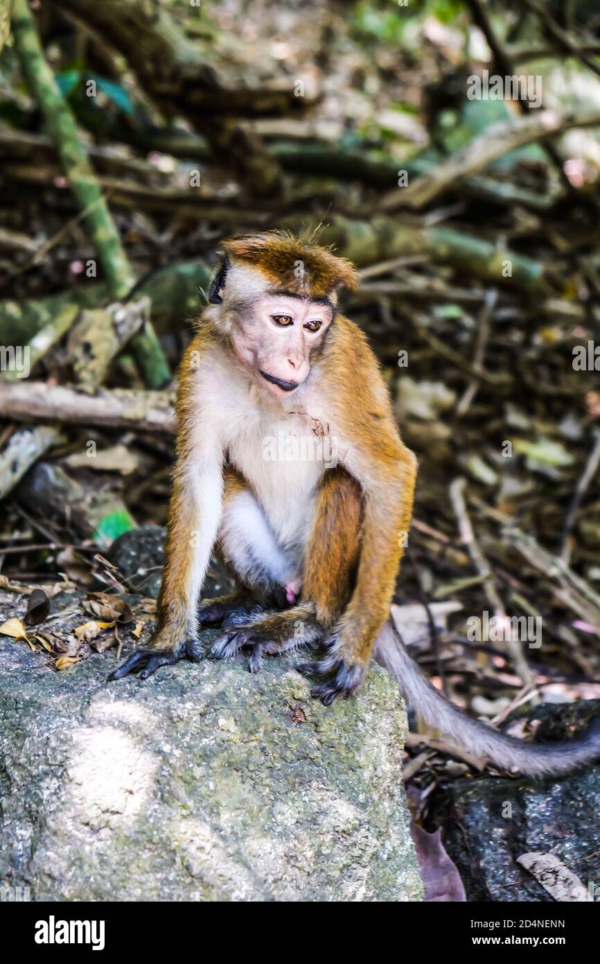 Sad lonely toque macaque sitting alone on a stone in the trees near Jungle Beach in Sri Lanka. Monkey in the natural habitat. Bored primate Macaca Stock Photo