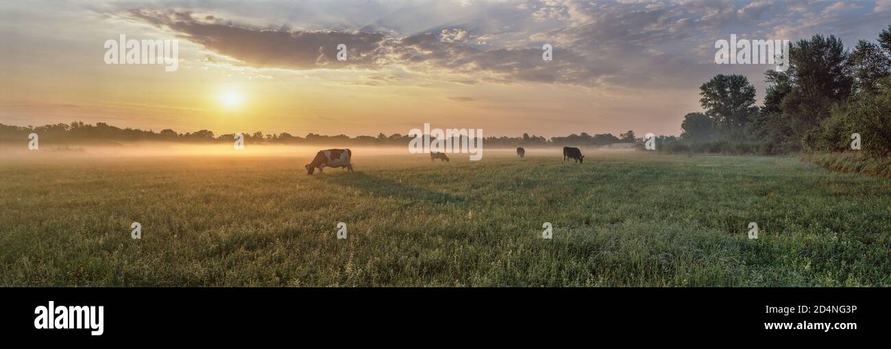 Panorama of grazing cows in a meadow with grass covered with dewdrops ...