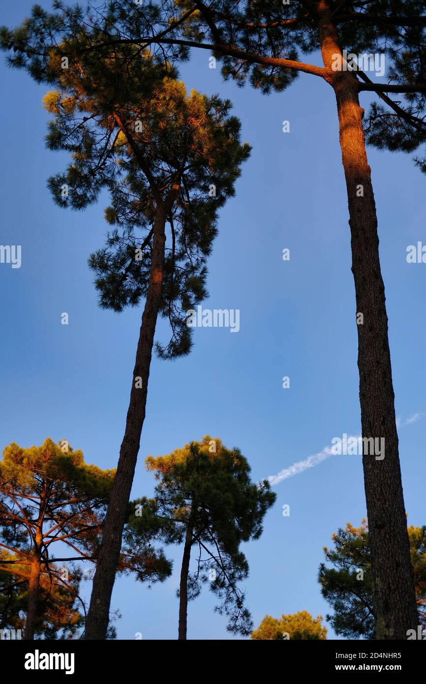Vertical shot tall beautiful trees hi-res stock photography and images ...
