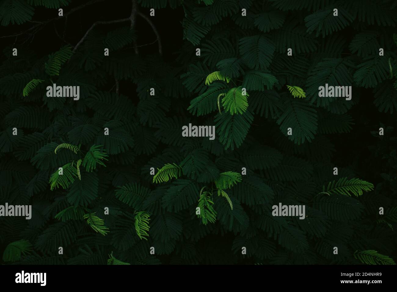 Fern leaves texture hi-res stock photography and images - Alamy