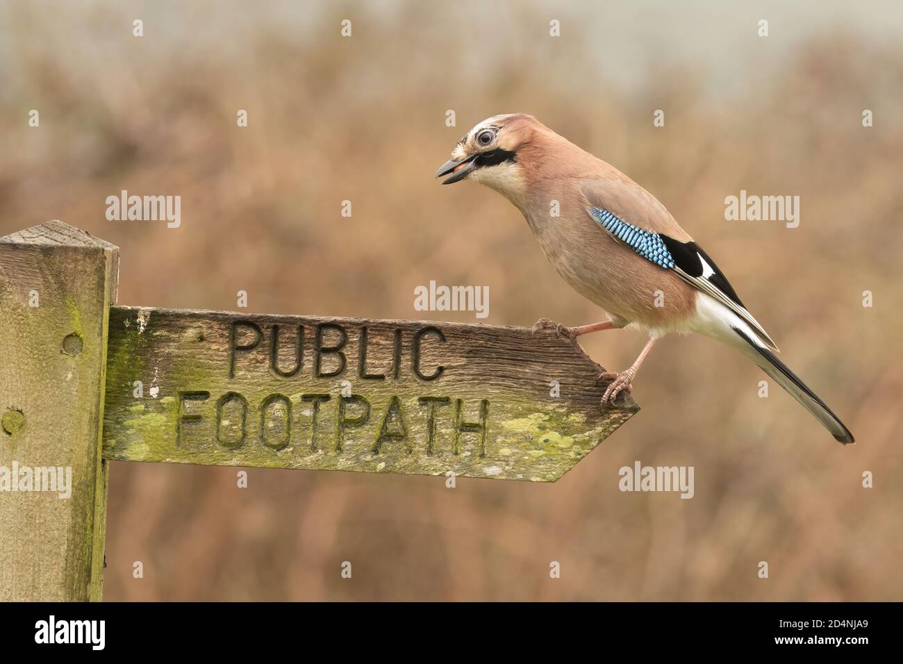 Closeup of Jay, Garrulus glandarius,  - perched on wooden public footpath sign  collecting peanuts Stock Photo