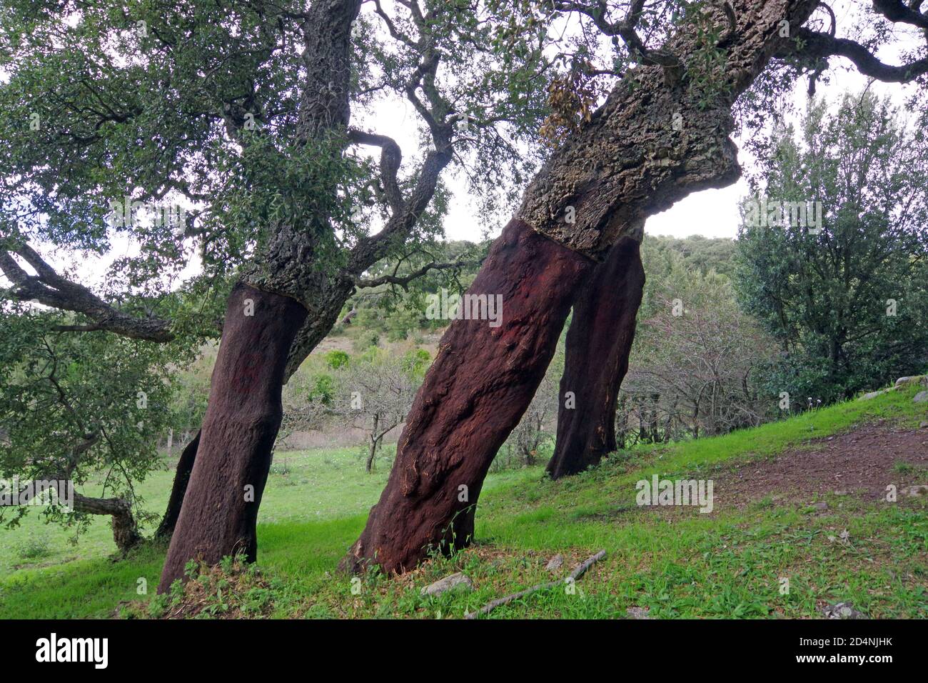 Cork-oak (quercus suber) forest in Pascaredda place, Calangianus, Sardinia, Italy Stock Photo