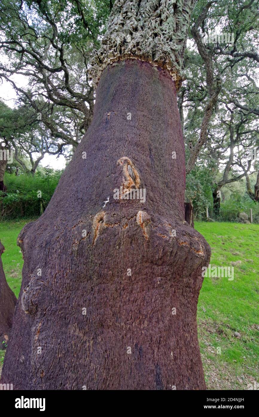 Cork-oak (quercus suber) forest in Pascaredda place, Calangianus, Sardinia, Italy Stock Photo
