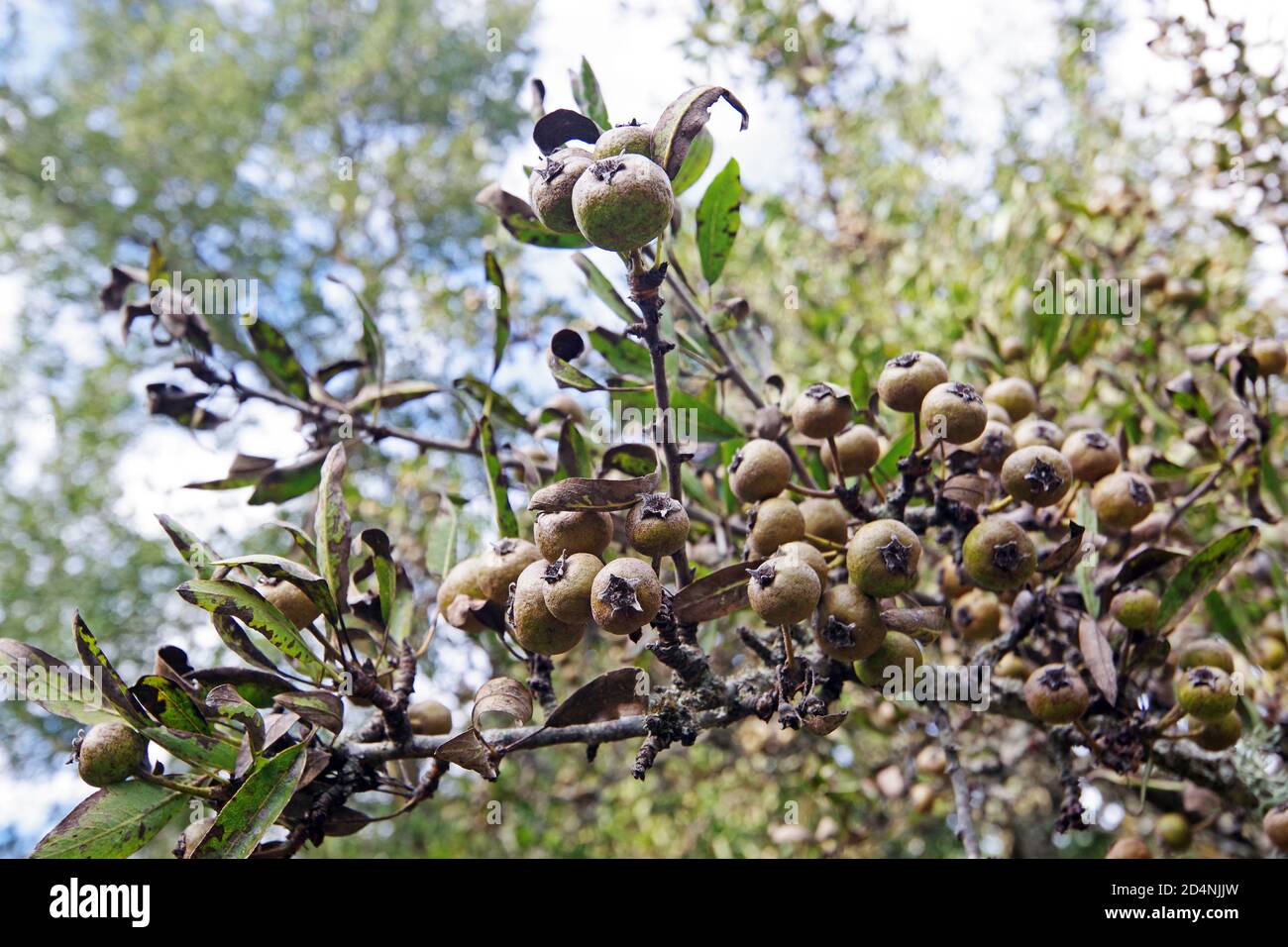 Wild pear (pyrus pyraster) close-up in Pascaredda place, Calangianus, Sardinia, Italy Stock Photo