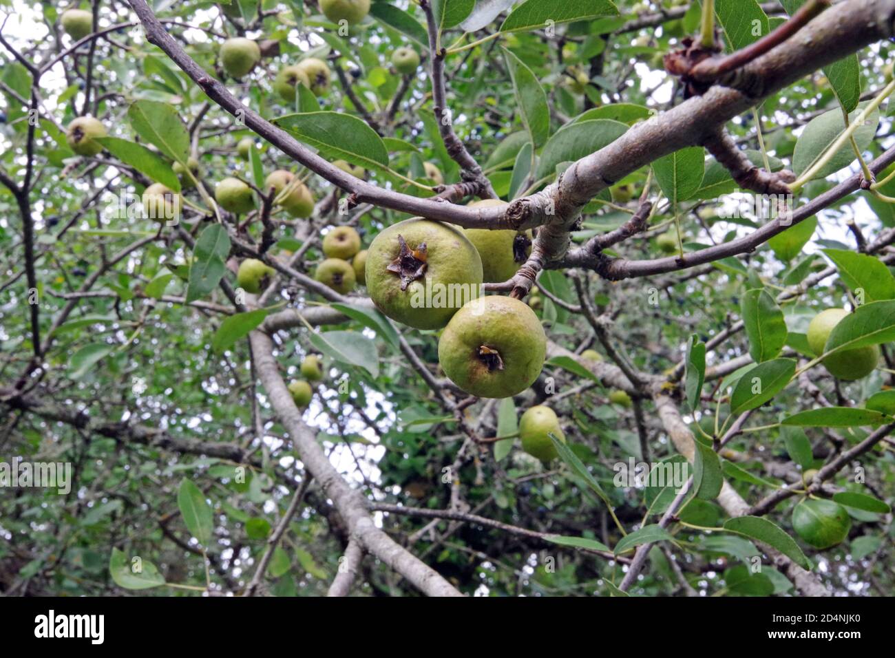 Wild apple close-up in Pascaredda place, Calangianus, Sardinia, Italy Stock Photo