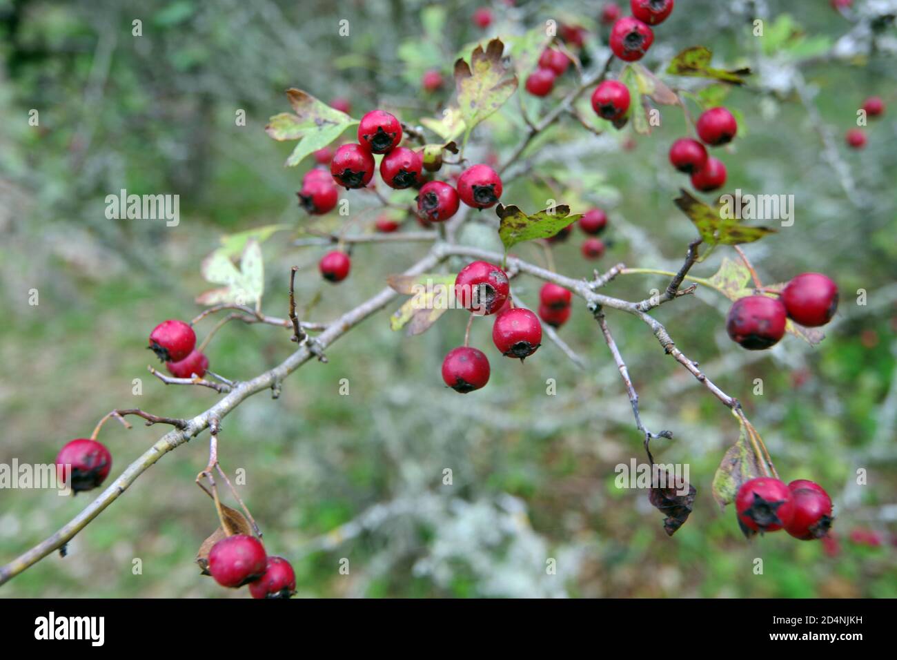 Wild berries close-up in Pascaredda place, Calangianus, Sardinia, Italy Stock Photo