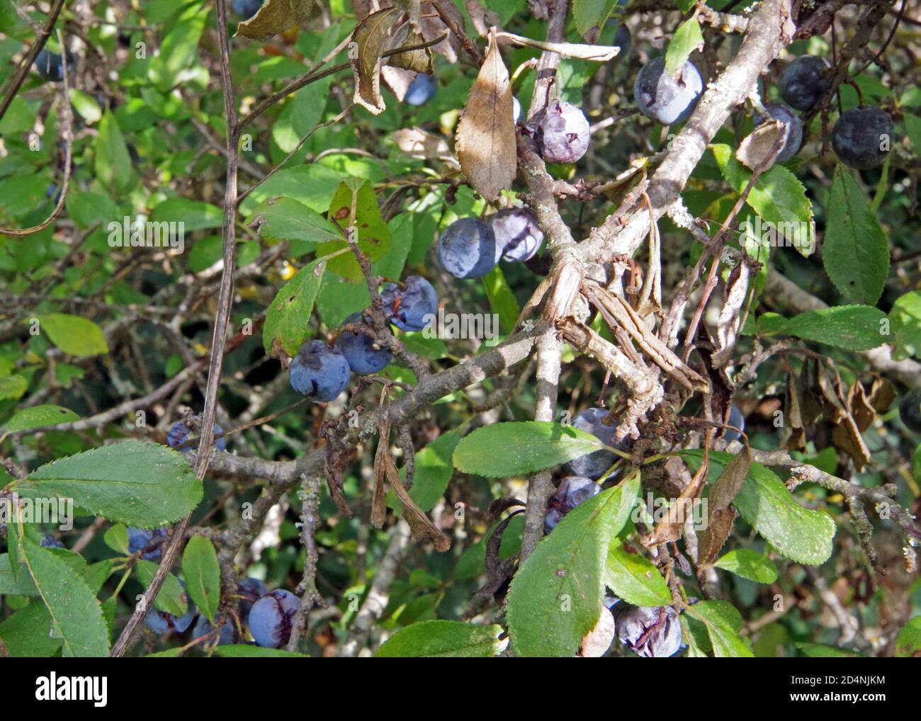 Wild plum (prunus spinosa) close-up in Pascaredda place, Calangianus, Sardinia, Italy Stock Photo