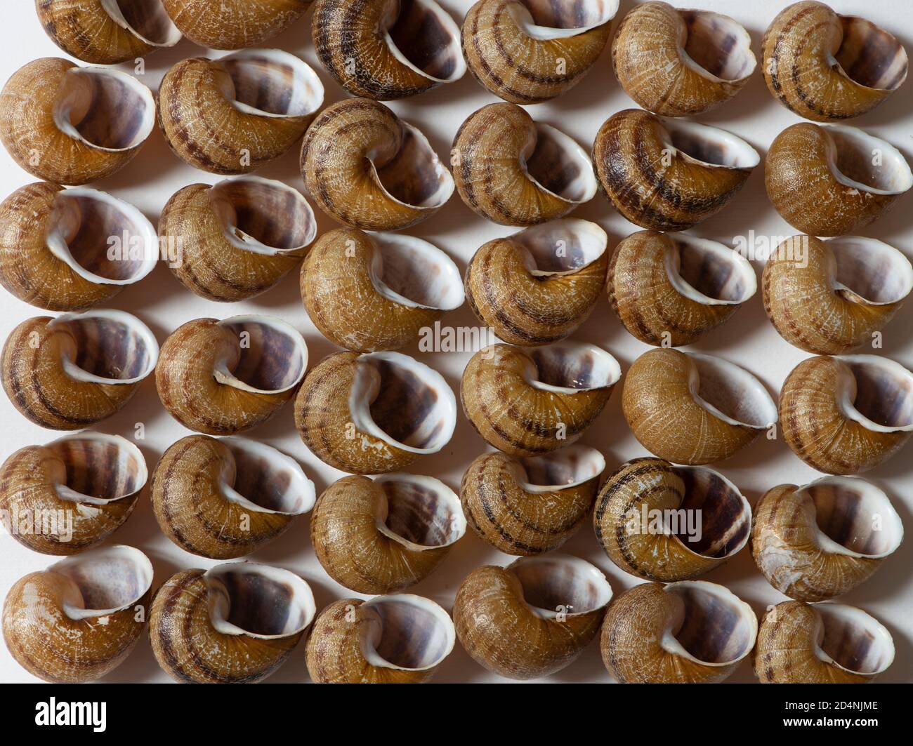 Empty escargot snails shells on white background Stock Photo