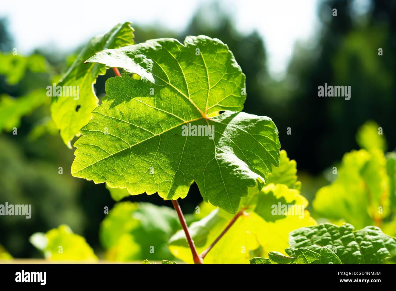 Grape Leaves Stock Photo