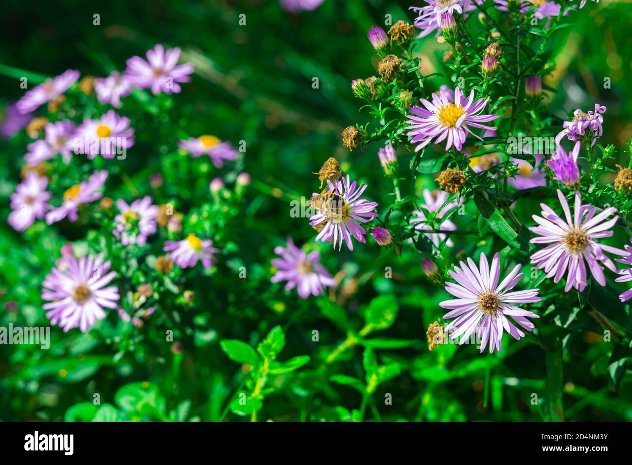 bees are pollinating some flowers Stock Photo